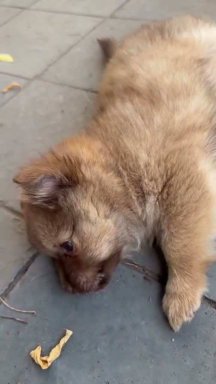 Pomchi honden te koop: Klein mannetje zoekt groot plekje in iemands hart. in Echt - Video 1