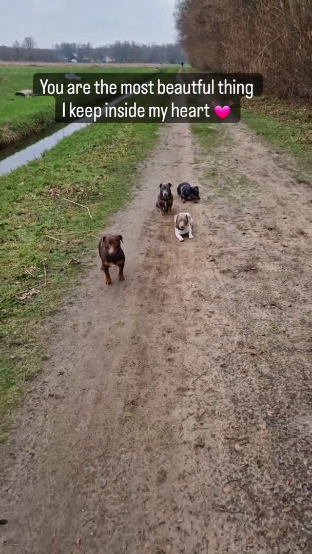 Jack Russel Terriër honden ter dekking: Jack russell dekreuen in Koewacht - Video 1