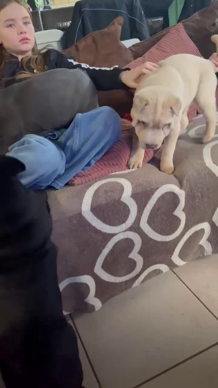 Shar Pei honden te koop:  Sharpei  pups  - Video 2