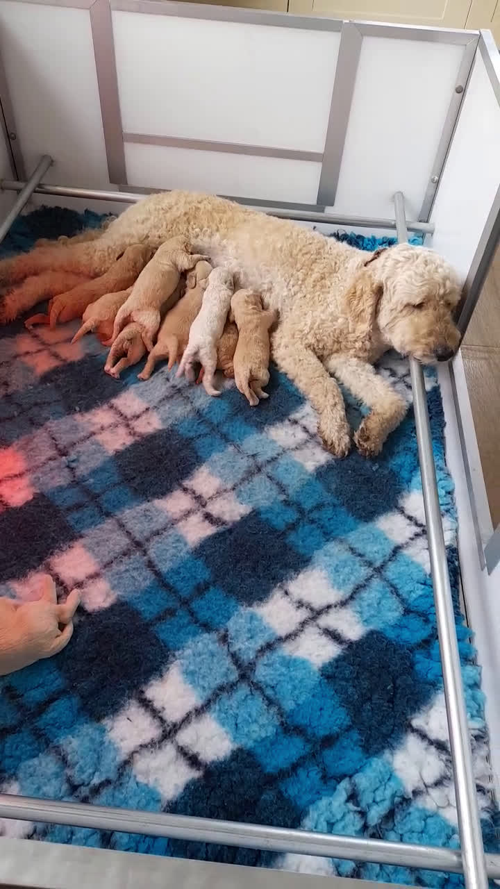 Labradoodle honden te koop: Labradoodle pups - Video 1