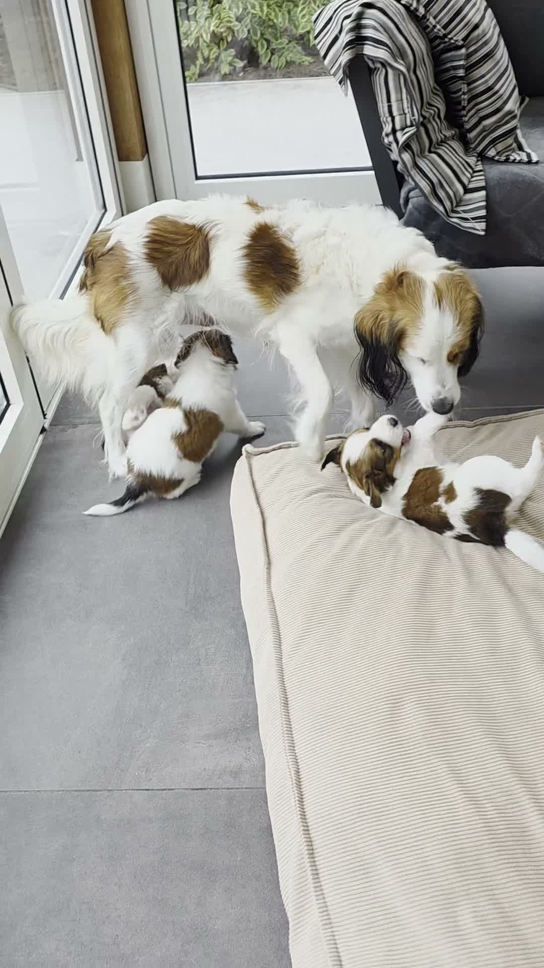 Kooikerhondje honden te koop: 3prachtige 100% zuivere kooiker reutjes aangeboden - Video 1