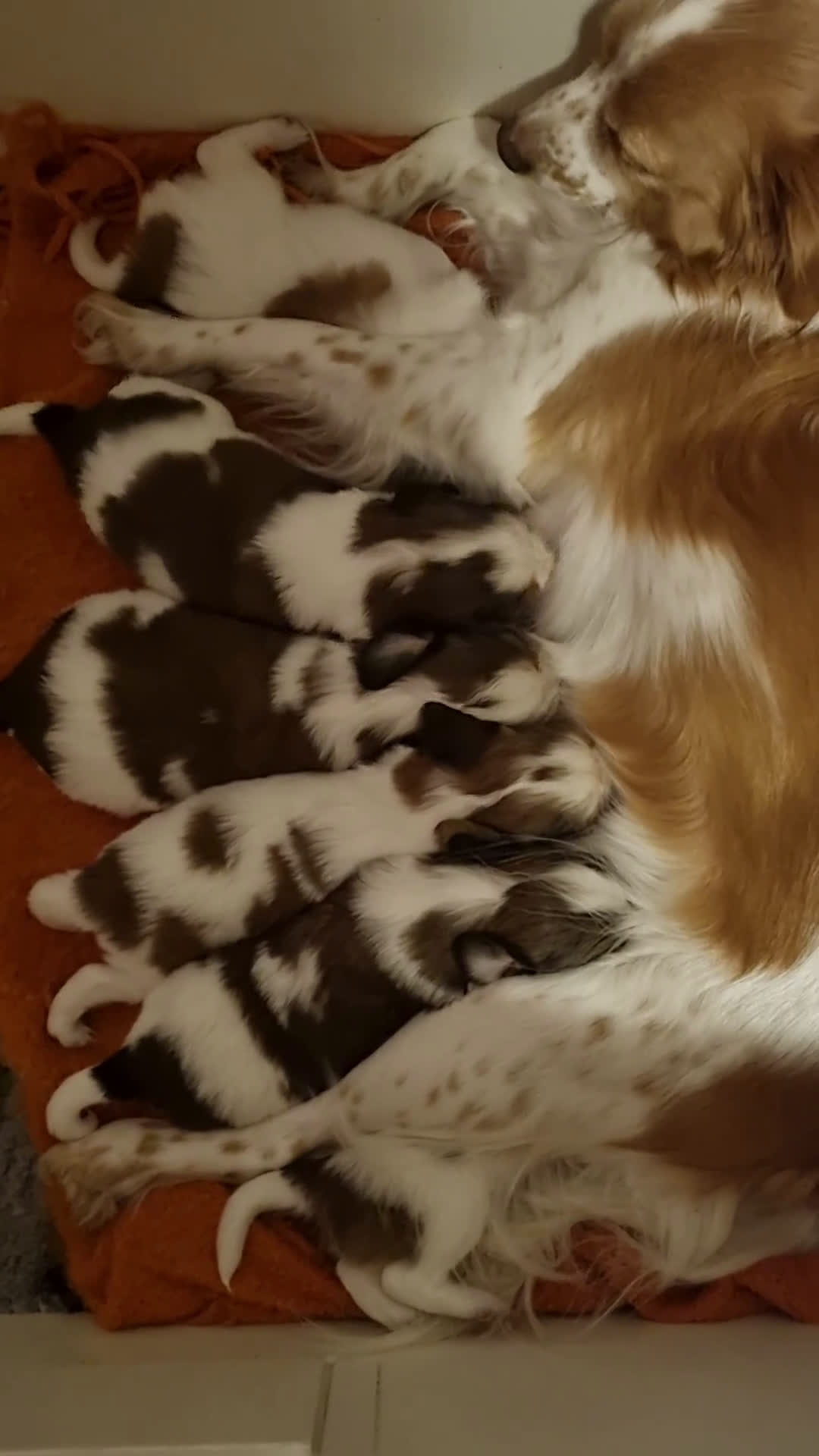 Kooikerhondje honden te koop: 6 Kooiker pups / alle nu gereserveerd!  - Video 1