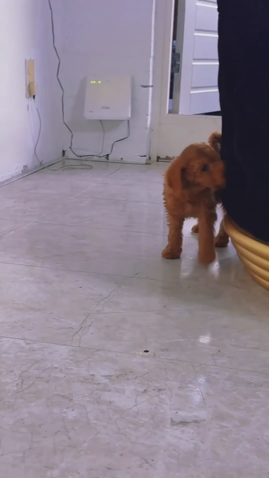 Labradoodle honden te koop: Labradoodle  - Video 1