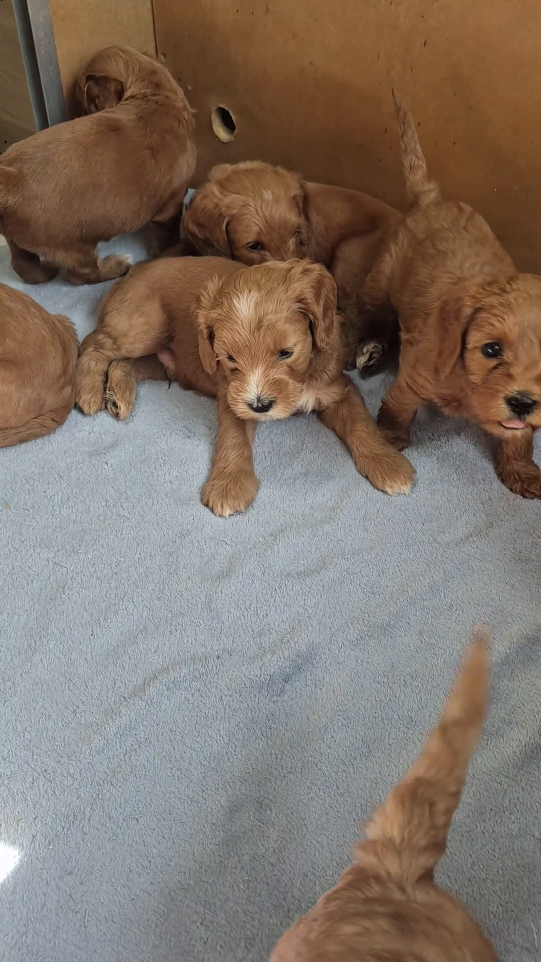Kruising honden te koop: Labradoodle pups (kleine medium) - Video 2