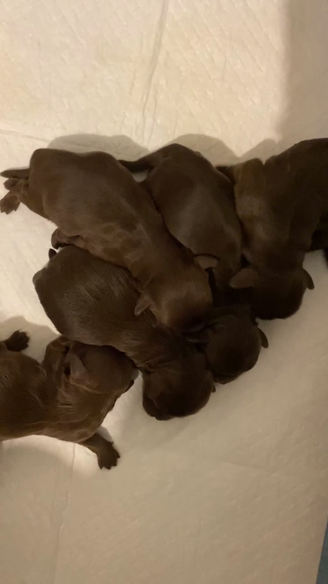 Shihpoo honden te koop: Prachtige choco Shihpoo’s te reserveren - Video 1