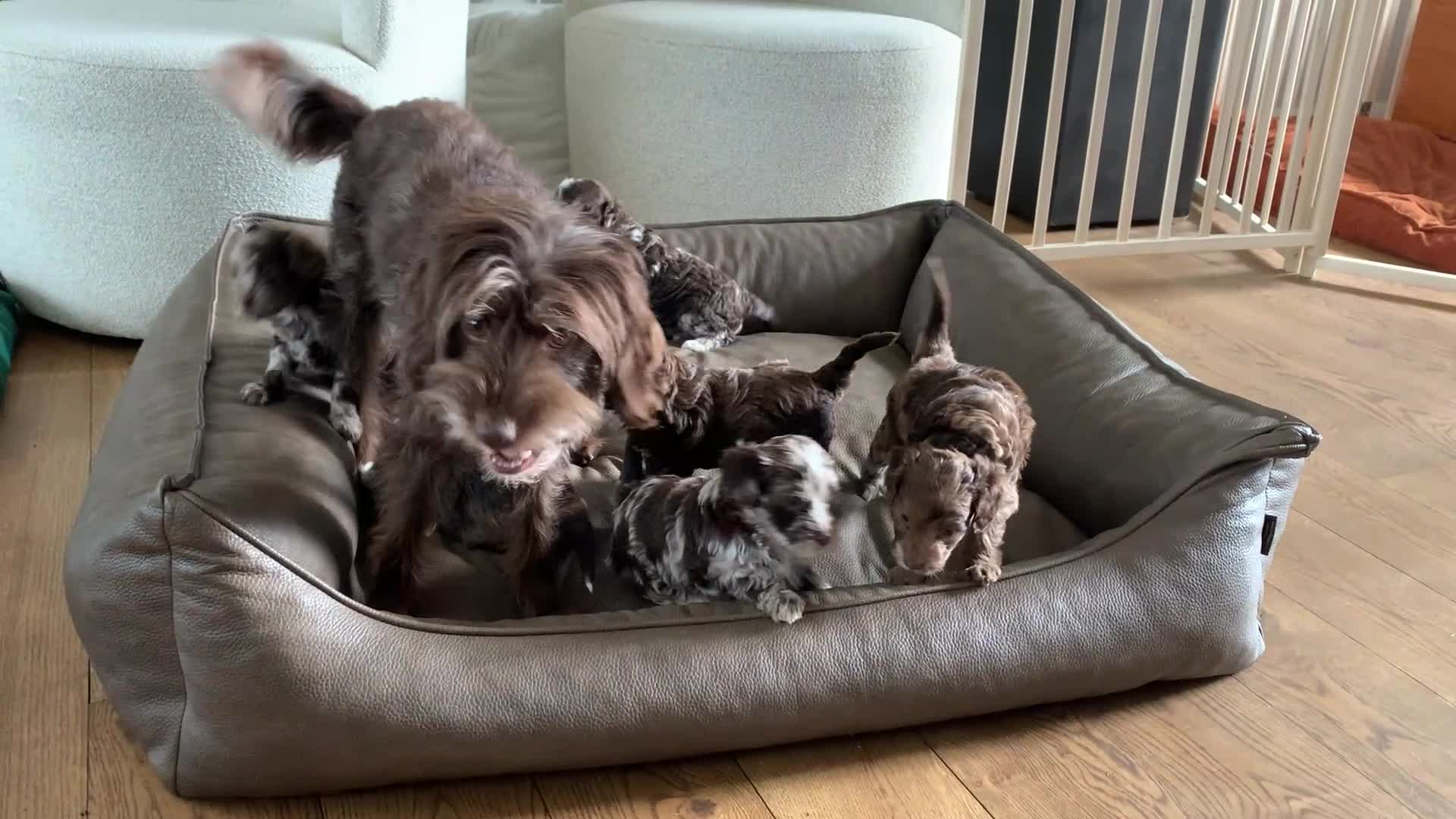 Labradoodle honden te koop: Nog 3 prachtige Labradoodle puppy’s beschikbaar - Video 2