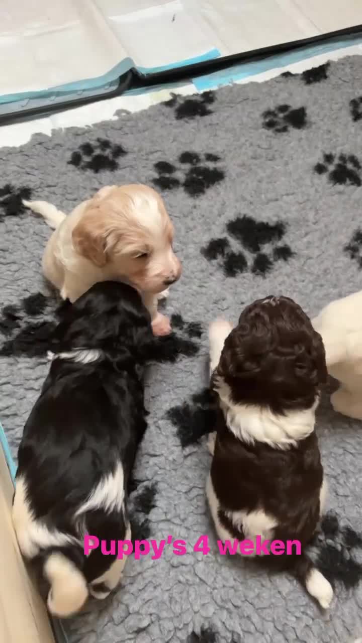 Goldendoodle honden te koop: Exclusieve Goldendoodle puppy’s large formaat in Diepenheim - Video 2