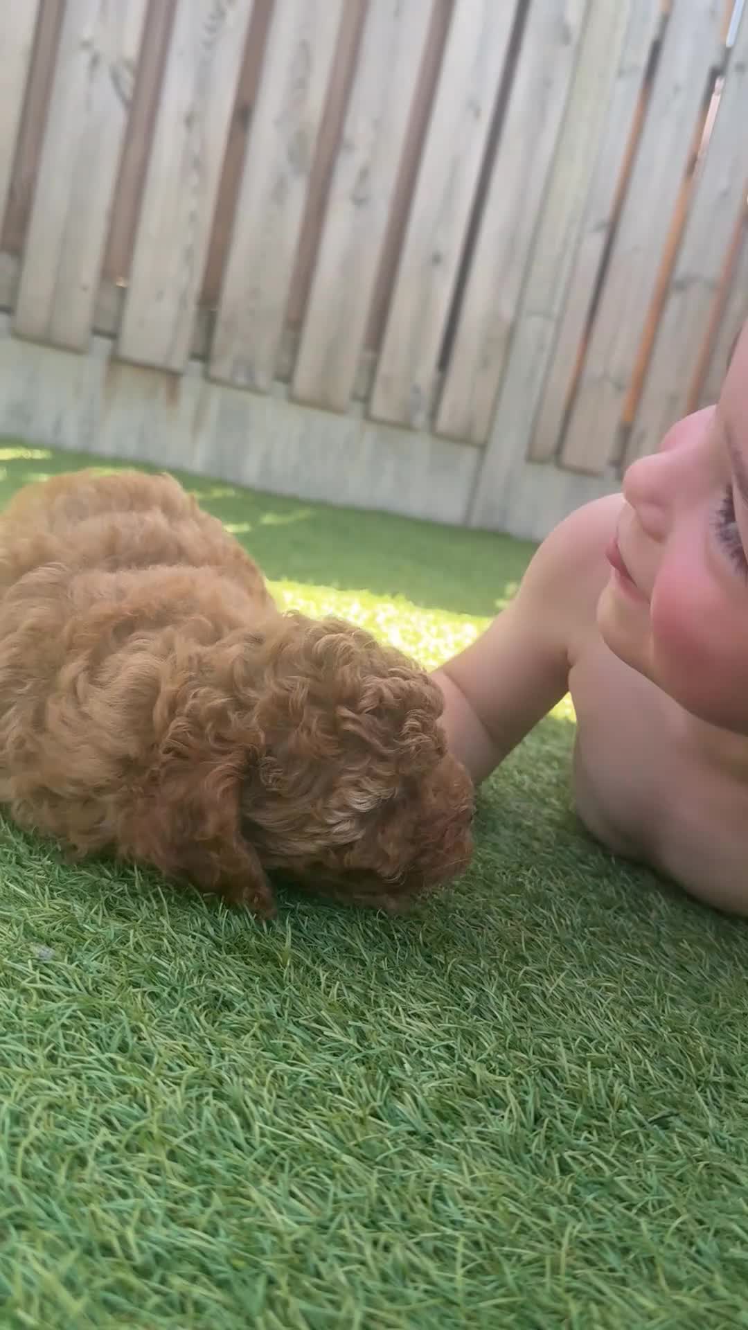 Kruising honden te koop: Prachtige dwerg-toy poedels.  - Video 1