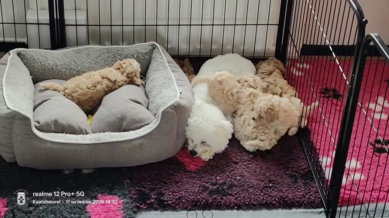 Kruising honden te koop: Bischpoo/Poochon pups te koop  - Video 1