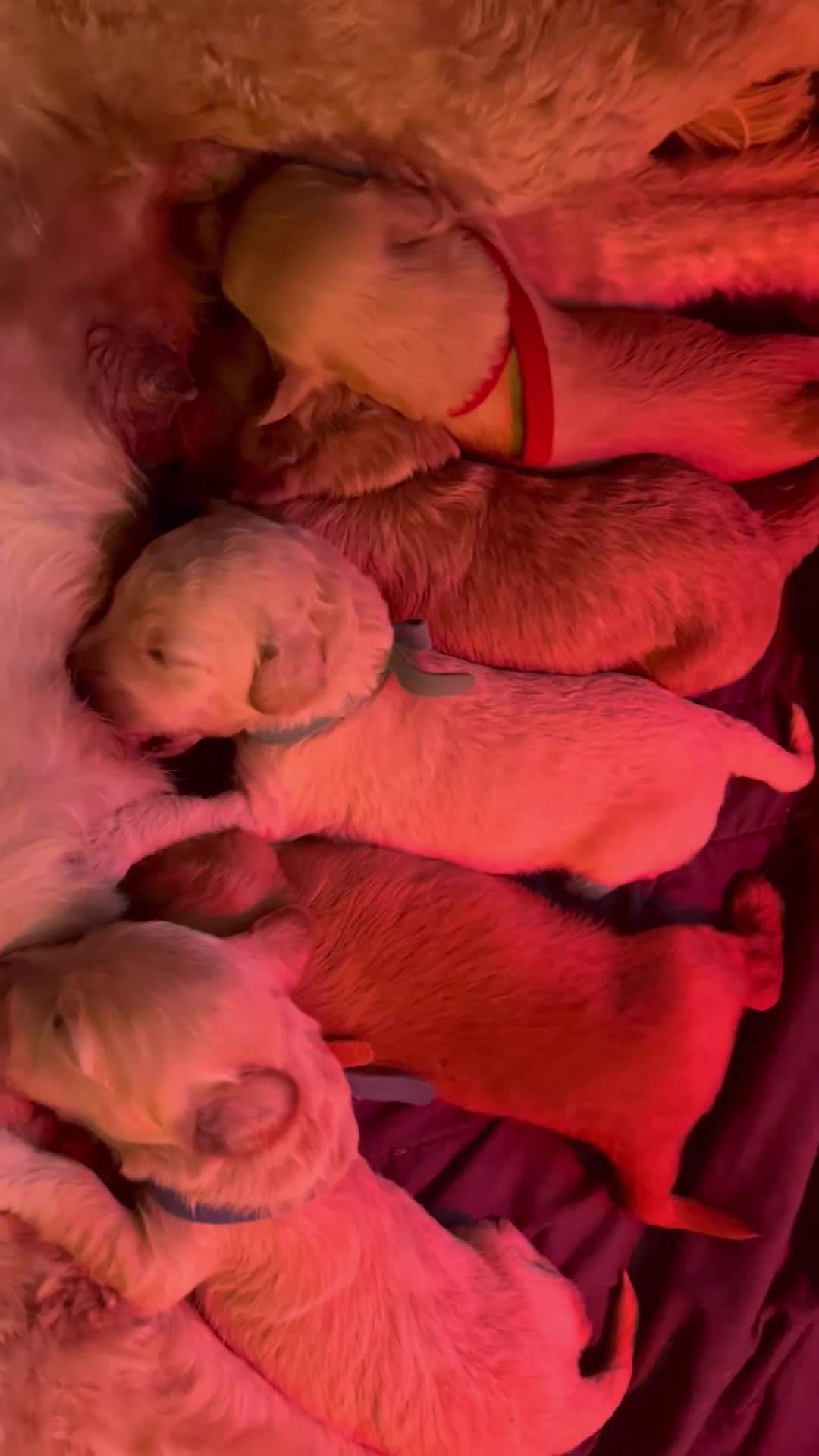 Kruising honden te koop: Australian Goldendoodles, medium - Video 3
