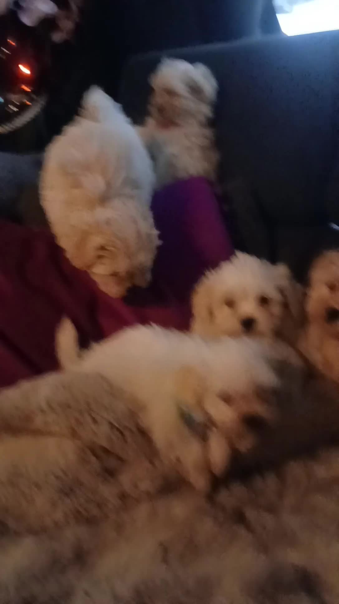 Boomer honden te koop: Nog 2 prachtige boomer reutjes beschikbaar    - Video 1
