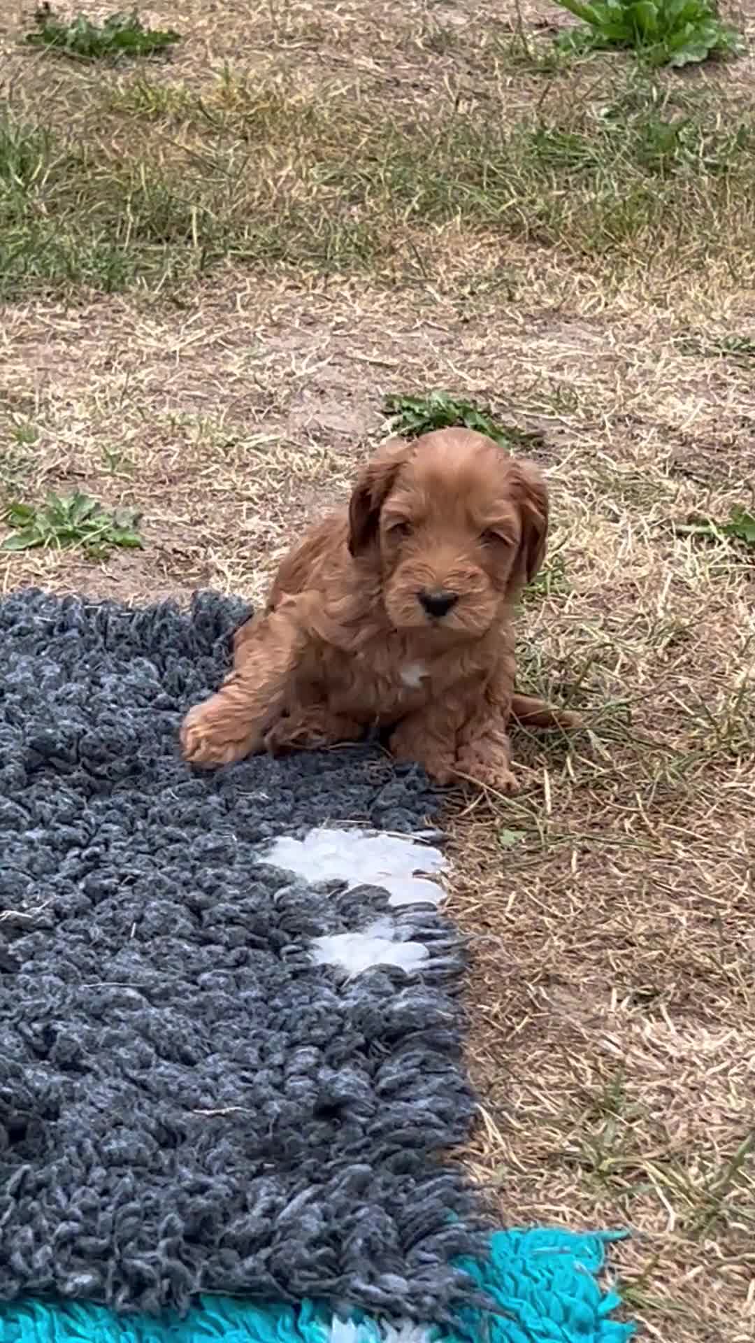 Australian Labradoodle honden te koop: Prachtige Australian labradoodle pups  - Video 1