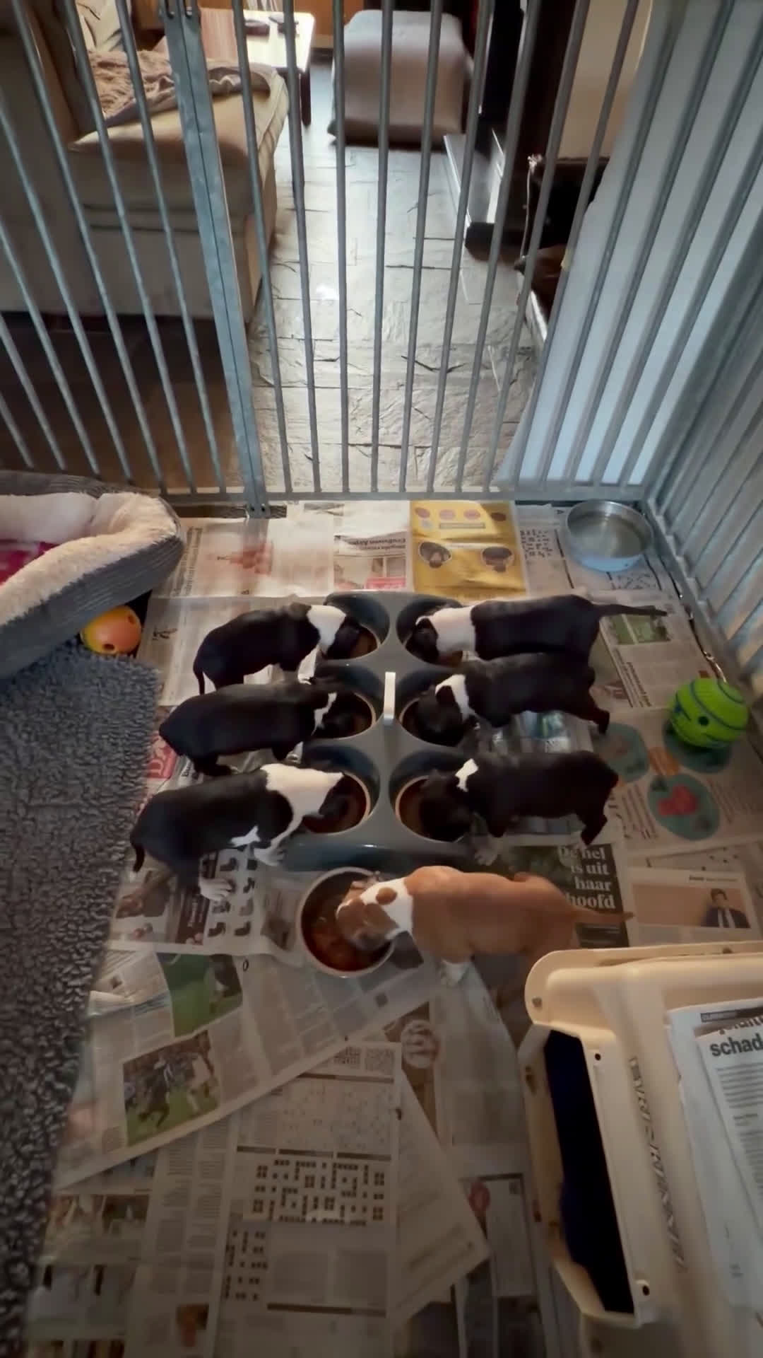 American Staffordshire Terriër honden te koop: Carmichael's nest - Video 4