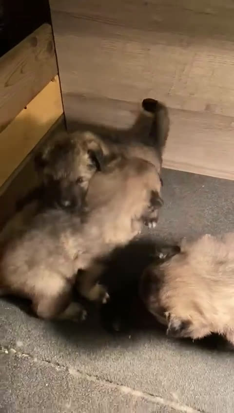 Keeshond honden te koop: Raszuivere blauwe /wolfsgrijze grote keeshond pups - Video 3