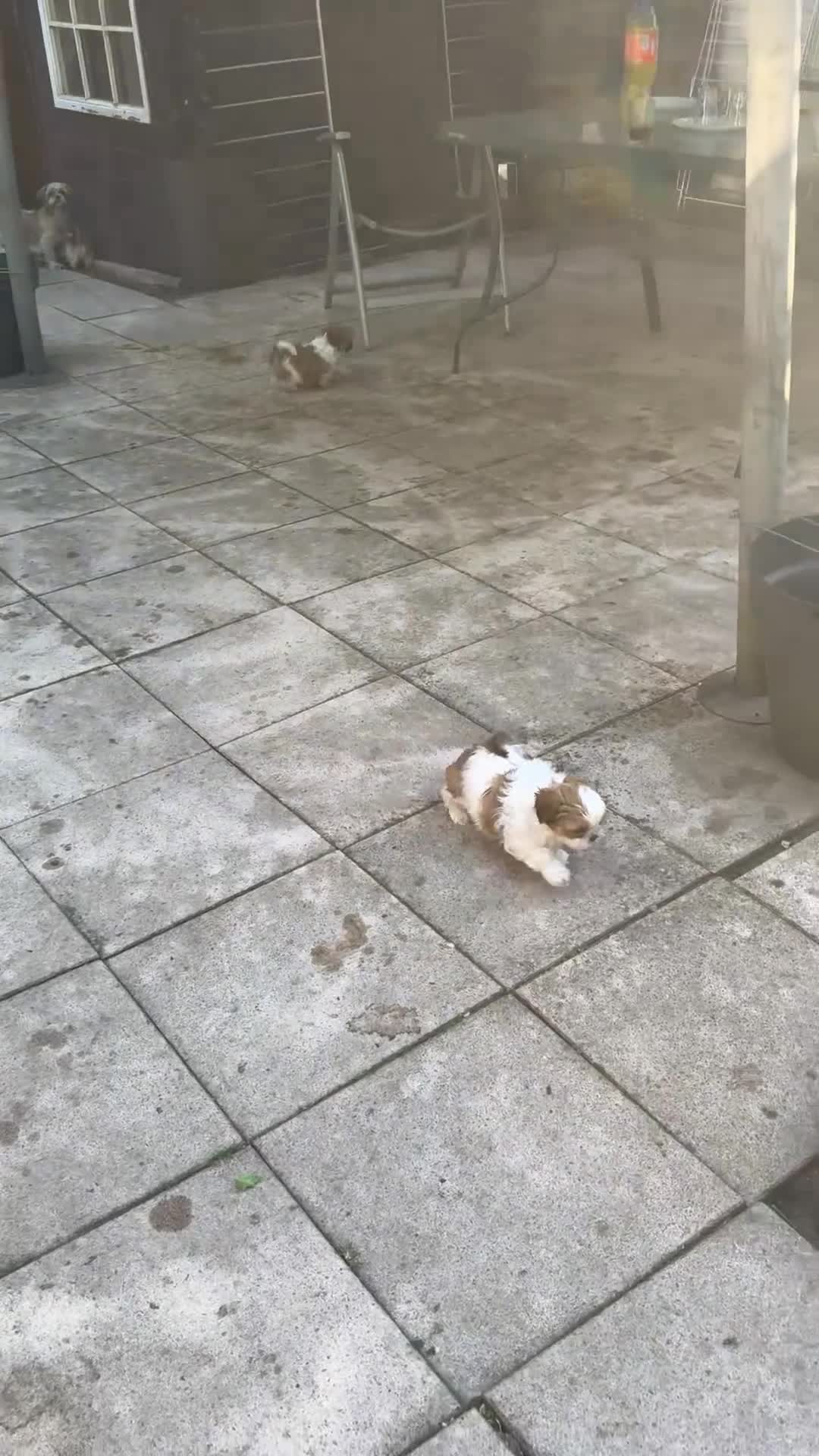 Shih Tzu honden te koop: raszuivere Shih Tzu-puppy's🐶 - Video 2
