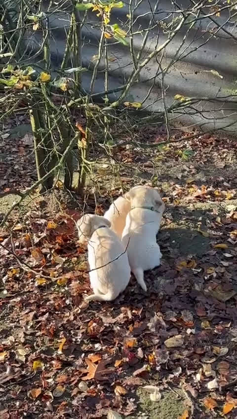 Labrador Retriever honden te koop: Lieve enthousiaste labrador pups - Video 1