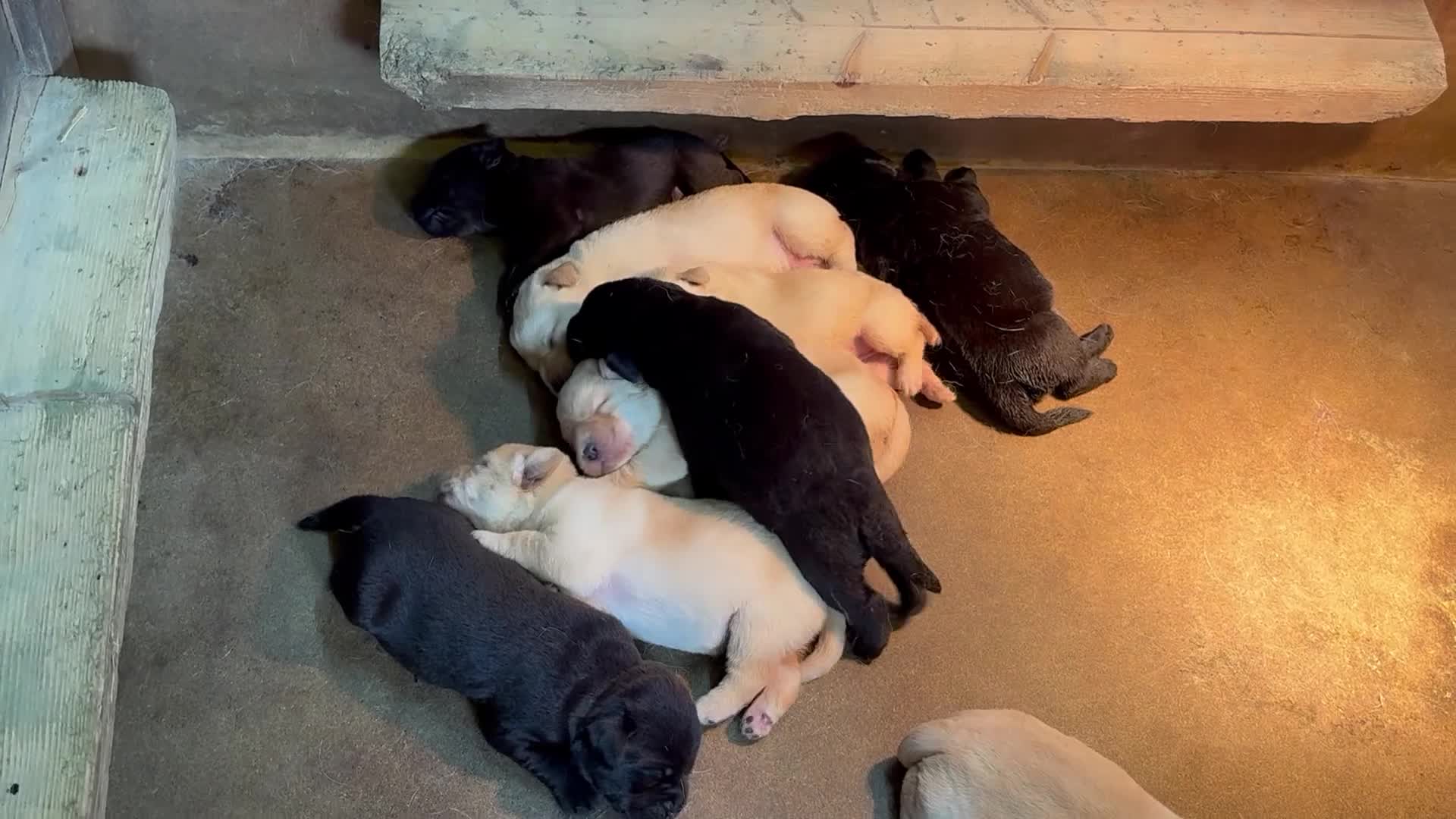 Labrador Retriever honden te koop: De ouders zijn van Uitmuntende afstamming! - Video 1