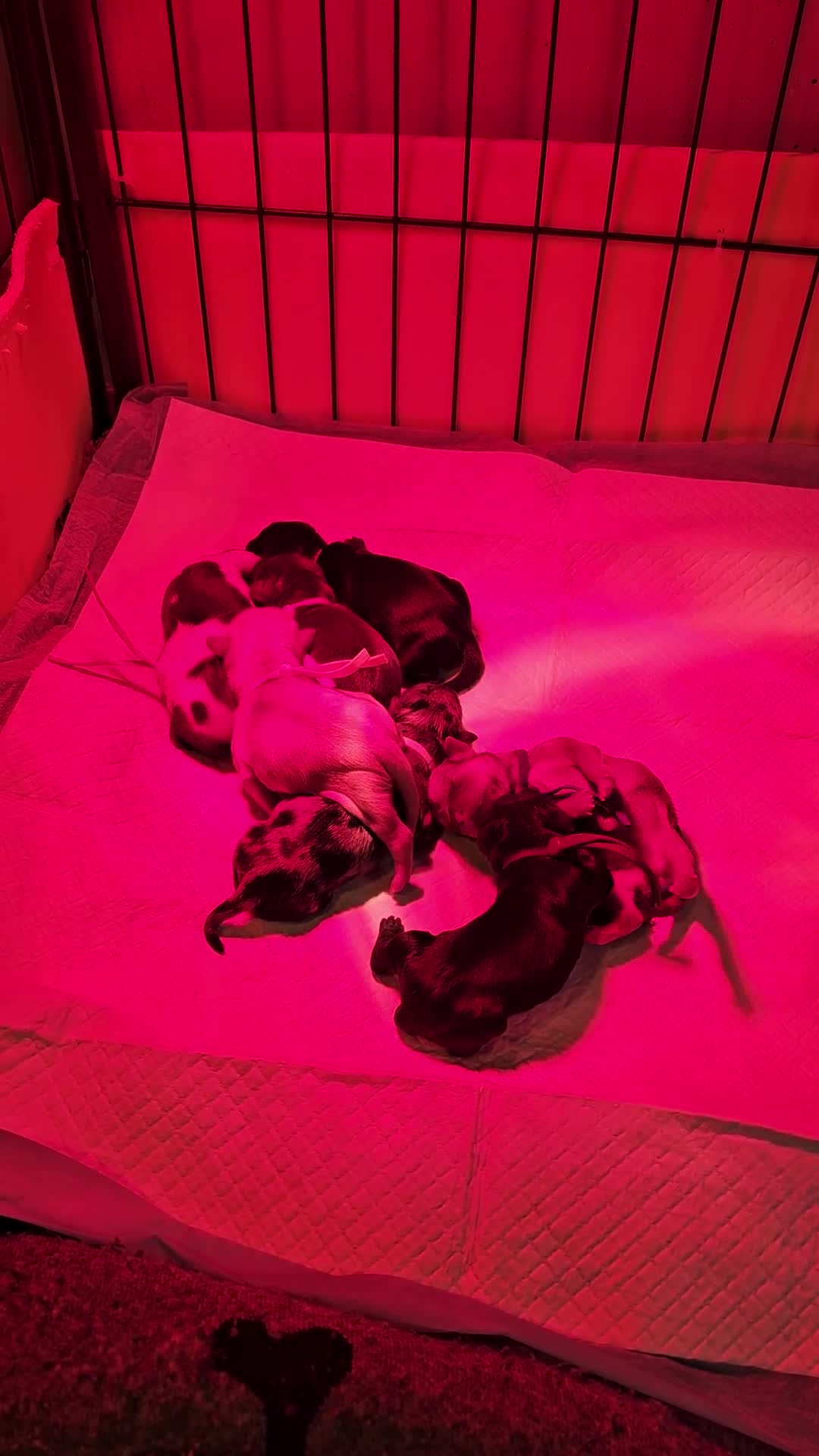 Kruising honden te koop: Boomer pups - Video 1