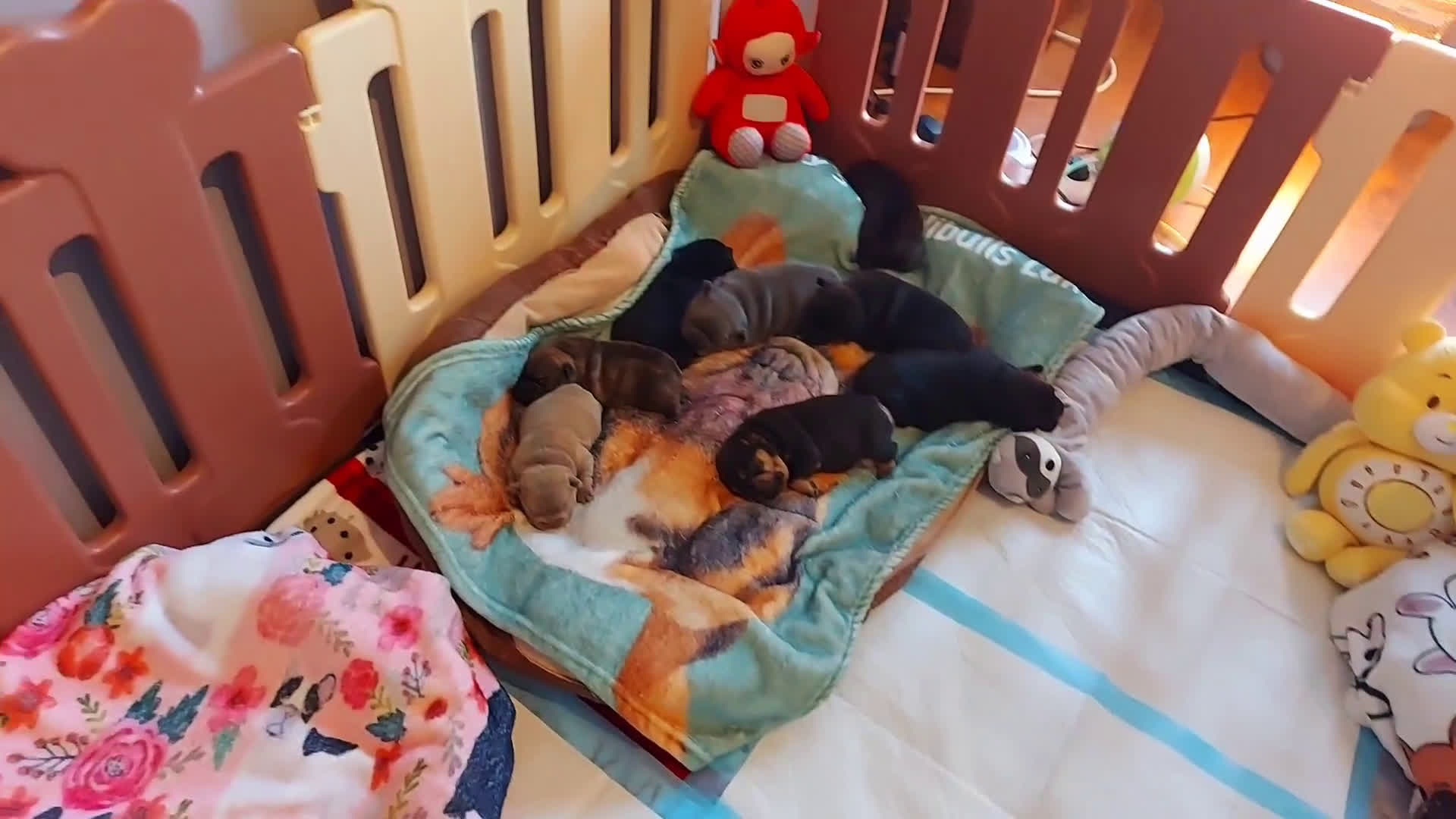 Franse Bulldog honden te koop: Prachtige Franse Bulldog pup met stamboom - Video 1