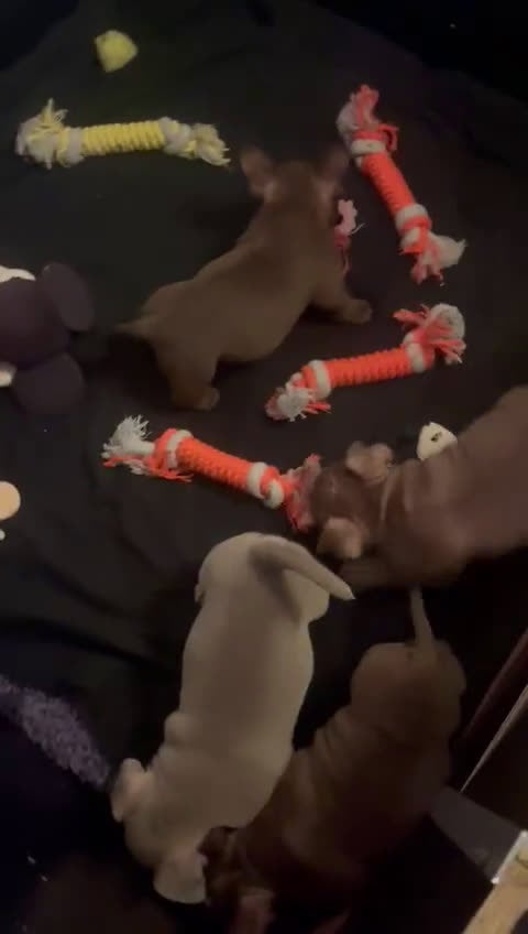 Amerikaanse Bully honden te koop: Micro bully’s  - Video 1