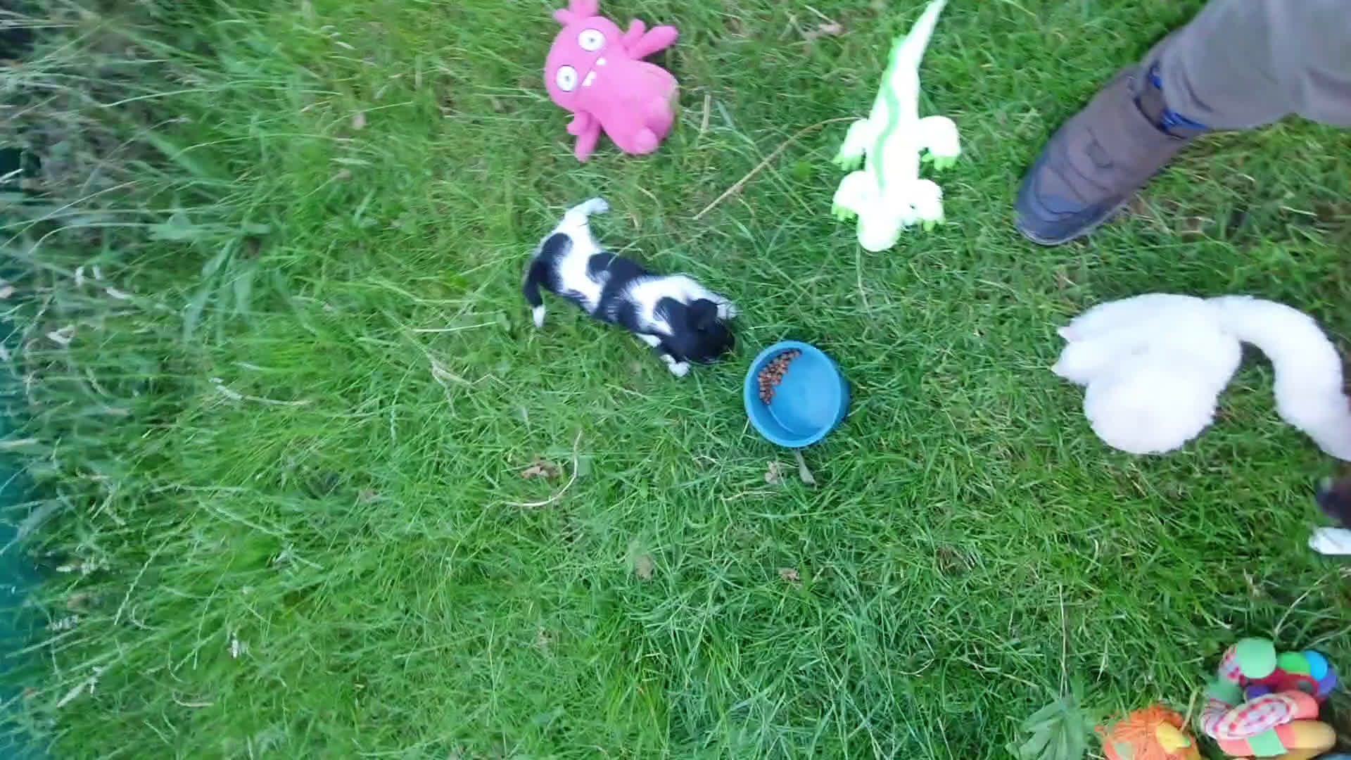 Jack Russel Terriër honden te koop: Lieve ruwharige JACK RUSSELTJES Laagbenig, dď - Video 3