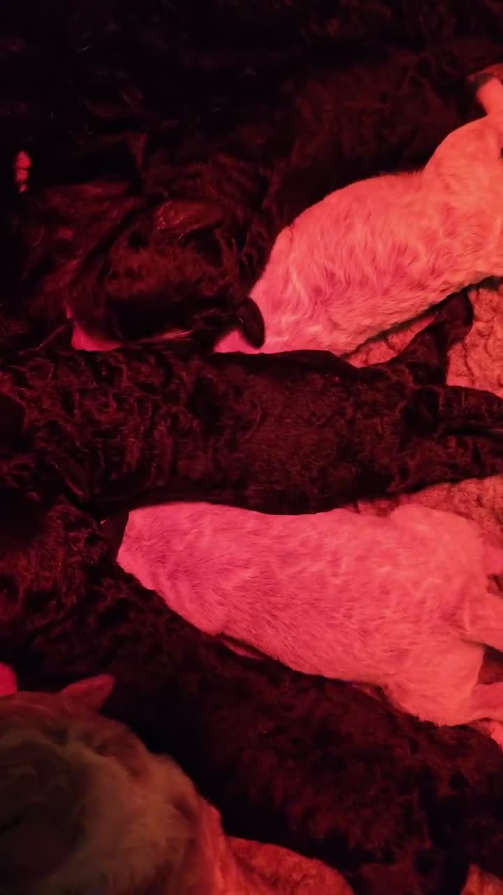 Maltipoo honden te koop: Maltipoo pups  - Video 1