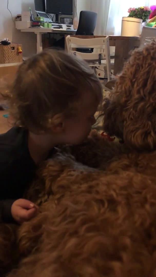 Labradoodle honden ter dekking: KNAPPE HALF AUSTRALIAN LABRADOODLE DEKREU PUK in Breda - Video 1