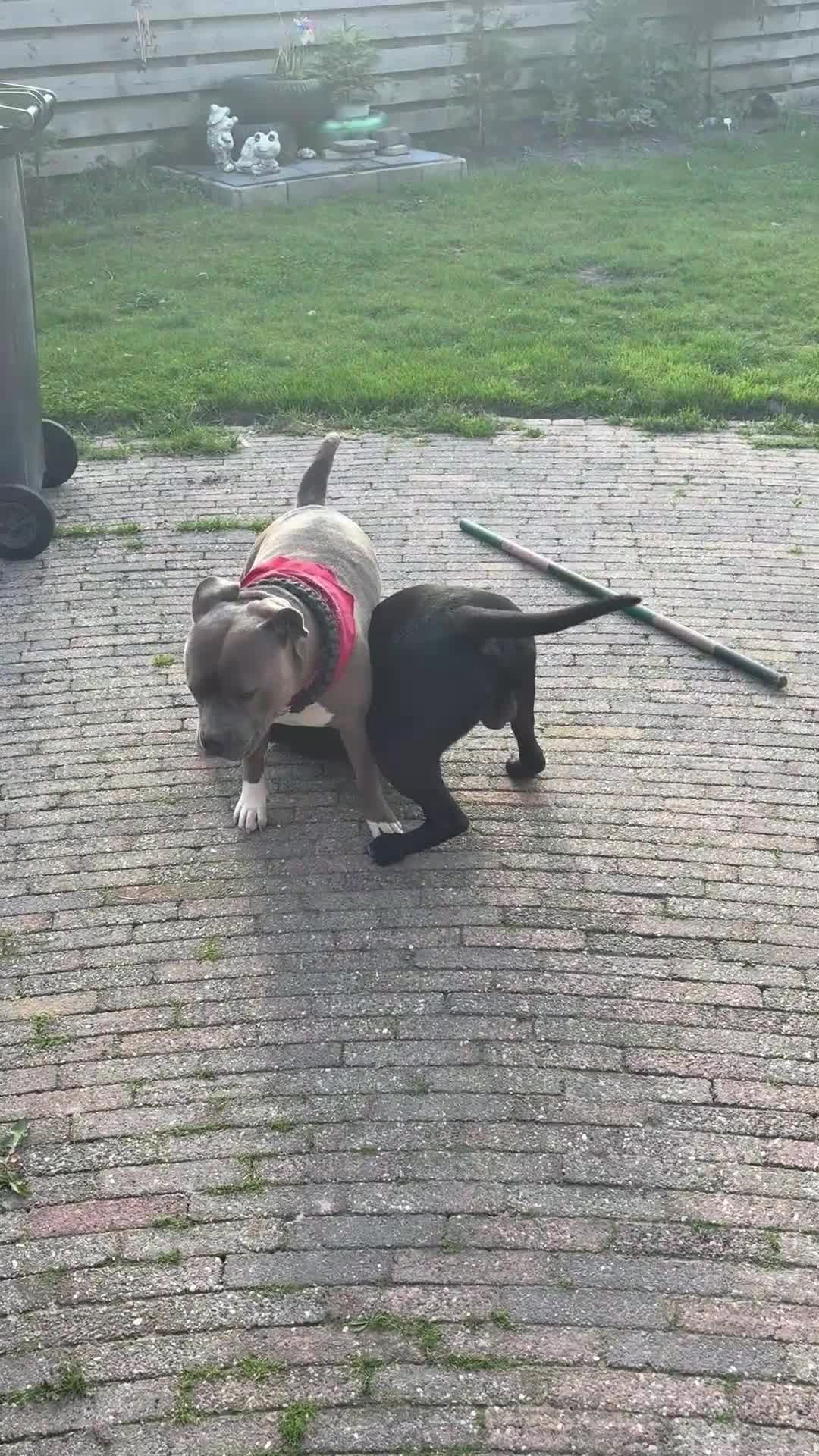 American Staffordshire Terriër honden te koop: Prachtige Amerikaanse Staffordshire Terier Pups - Video 1