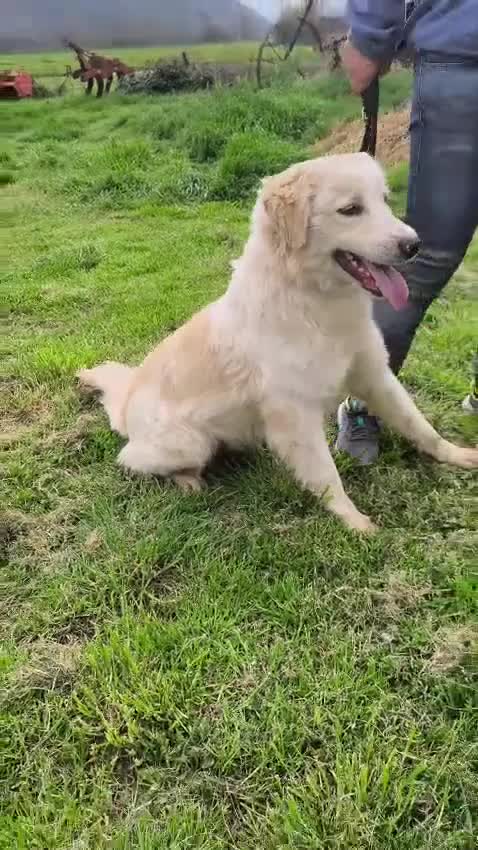 Golden Retriever honden ter dekking: Aron zoekt baasje - Video 1