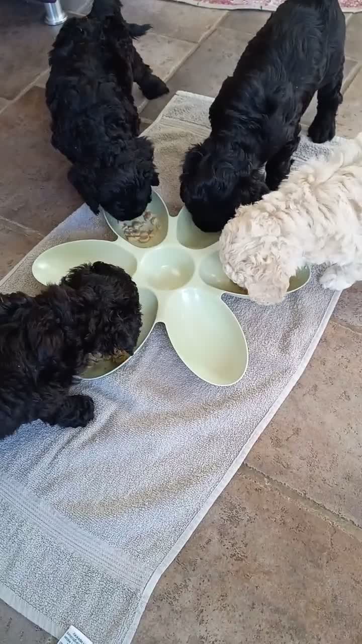 Kruising honden te koop: Nog 1 Doodle-mix reu beschikbaar (regio Nijmegen) - Video 4