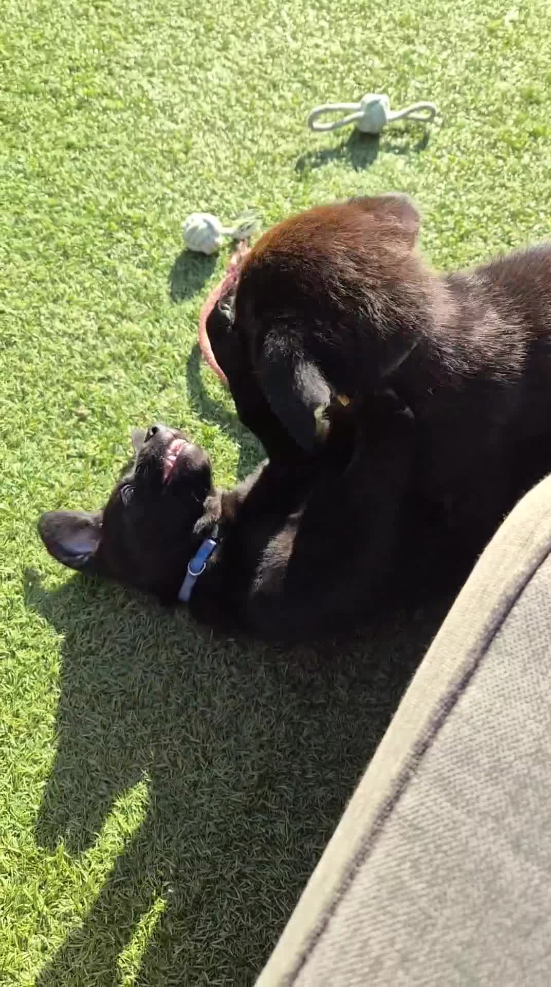 Kruising honden te koop: Wij willen heel graag een forever home in Zevenaar - Video 1
