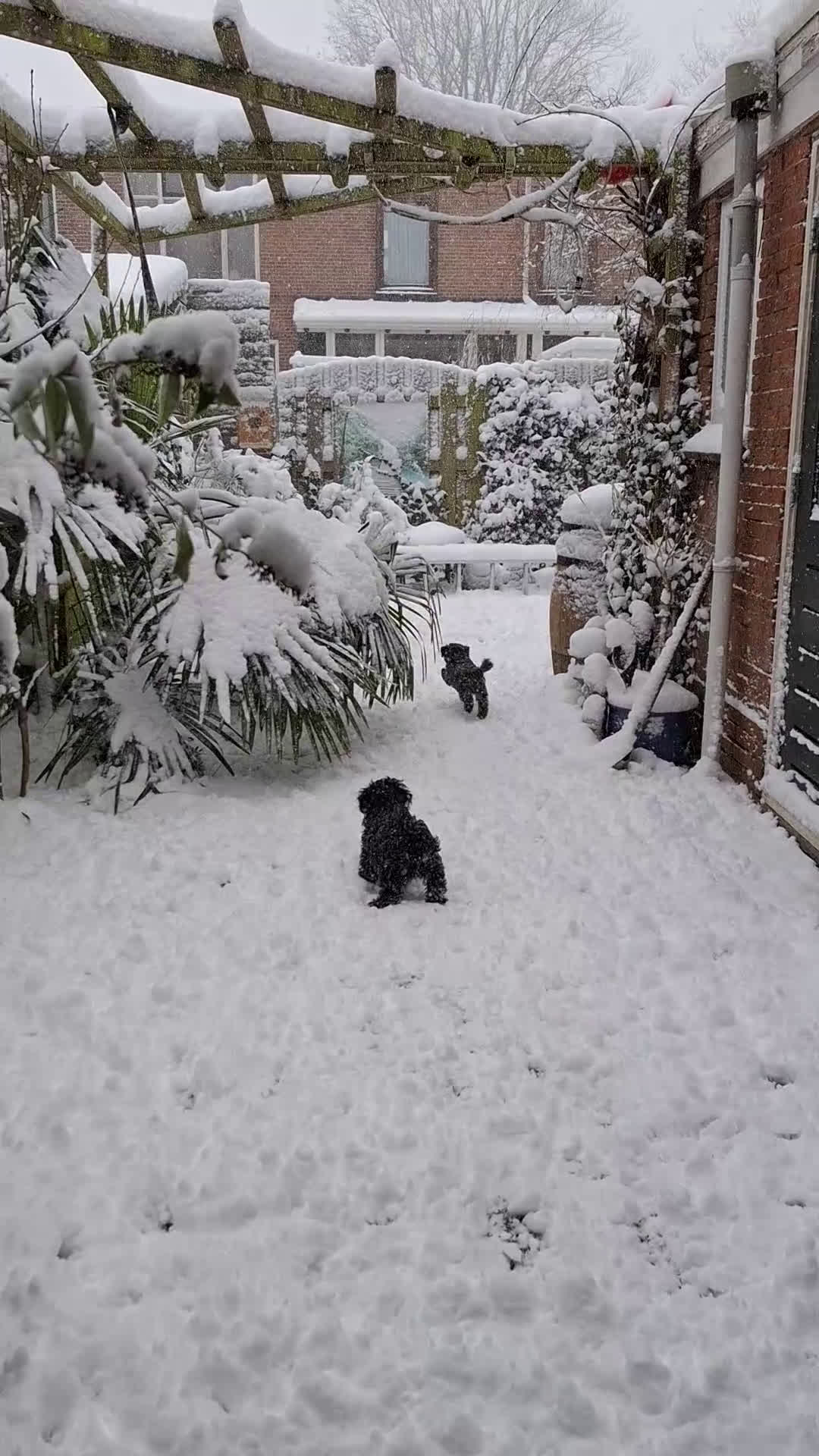 Maltipoo honden te koop: Moos & Pepper - Video 3