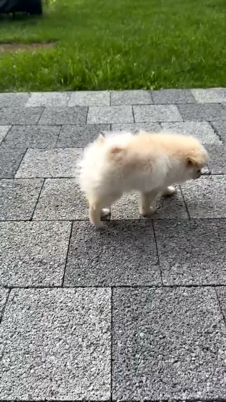 Pomeriaan honden te koop: Pomeriaan reutje - Video 1