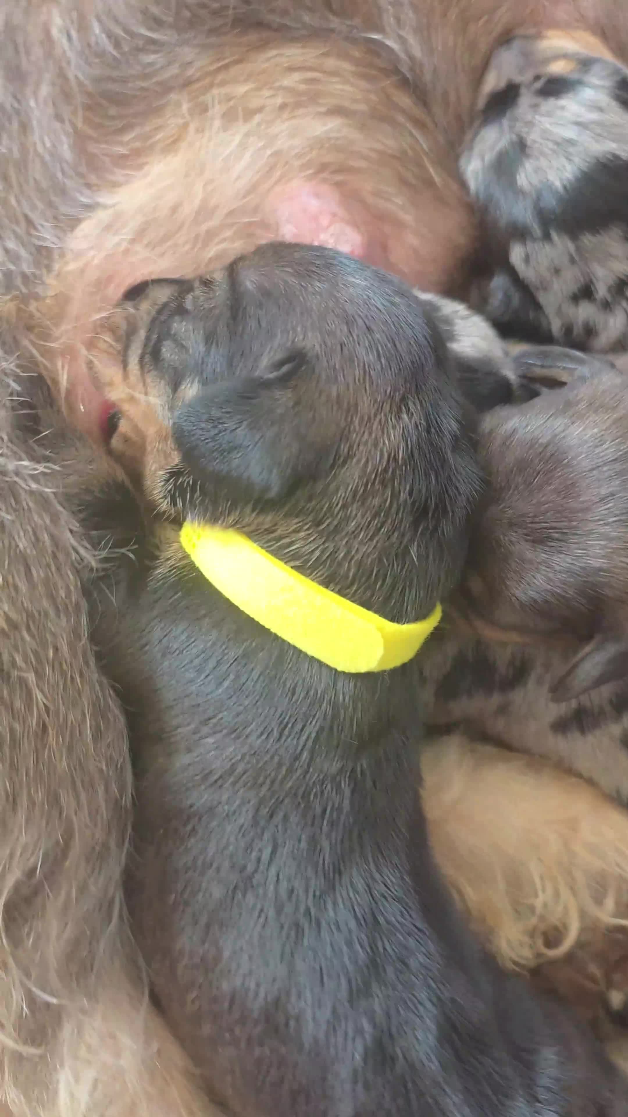 Ruwhaar Teckel honden te koop: Standaard Ruwharige Teckelpups met FCI stamboom  - Video 1