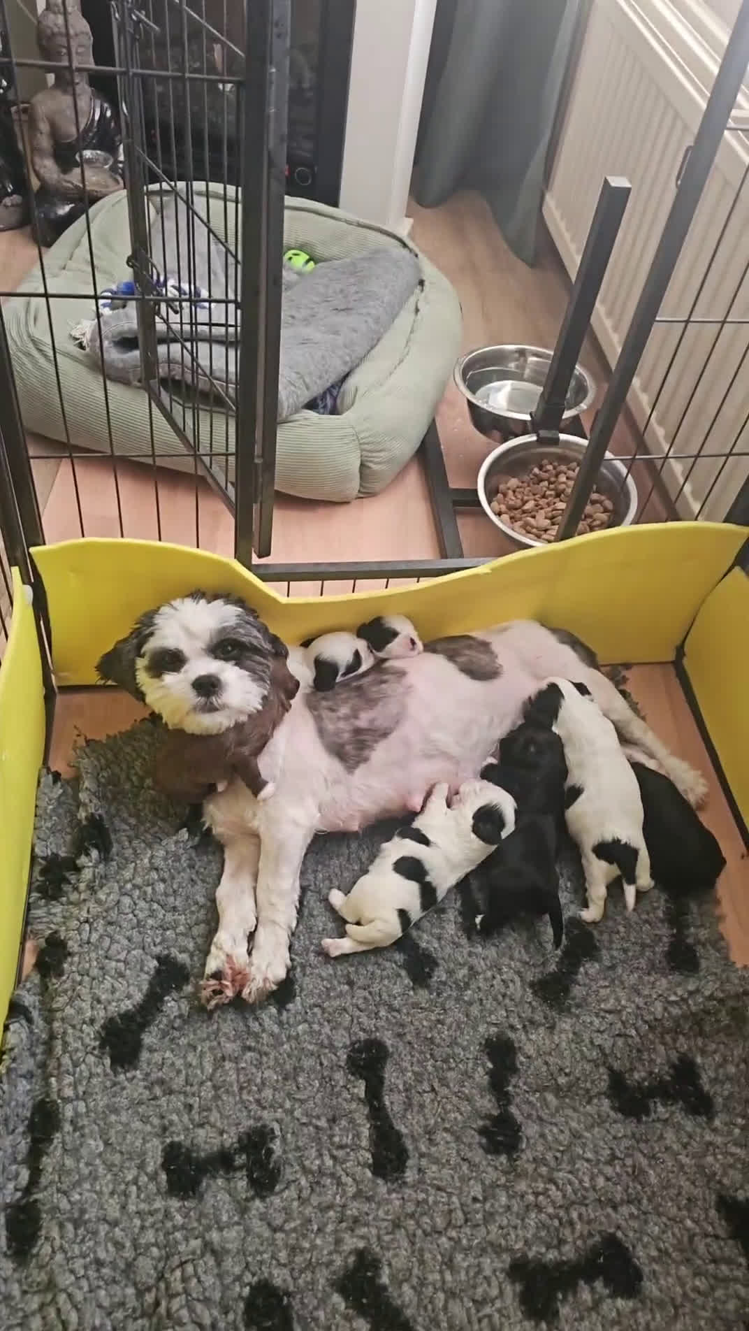 Kruising honden te koop: boomer pups - Video 1