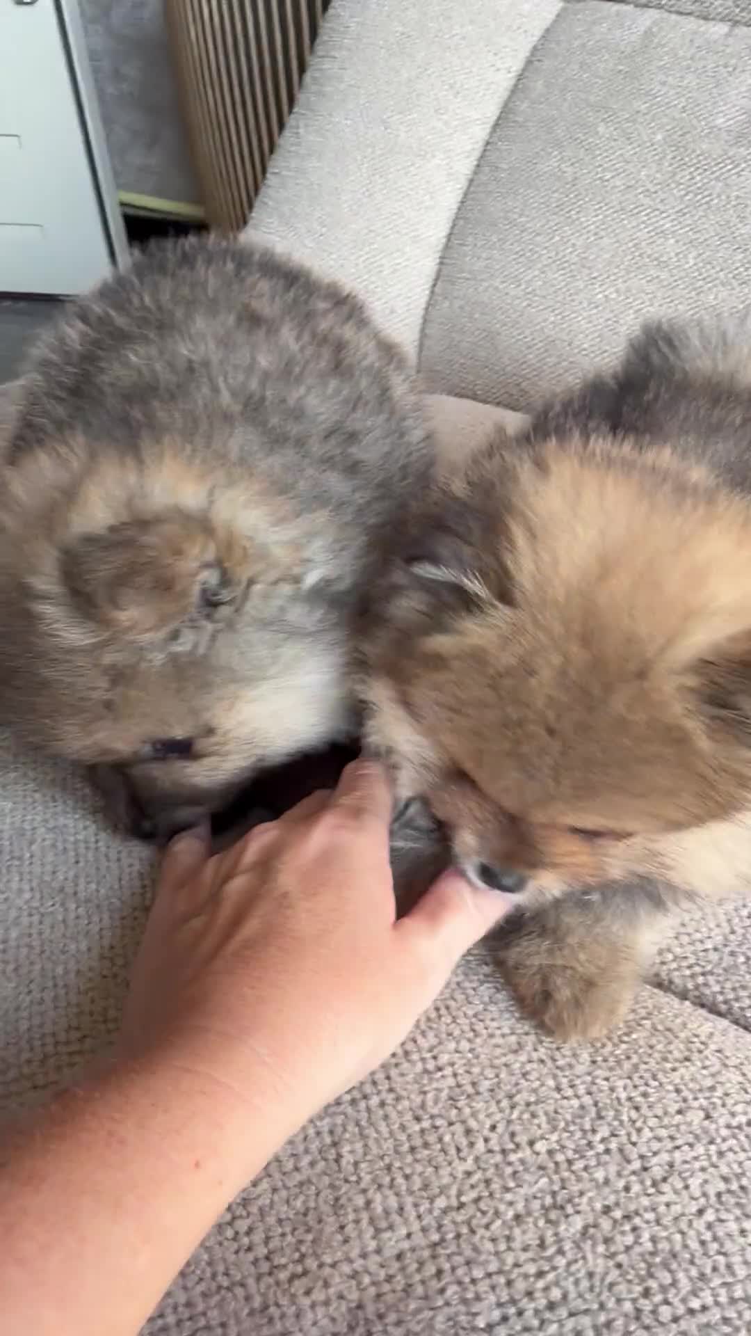 Pomeriaan honden te koop: Pomeriaan pups  - Video 1