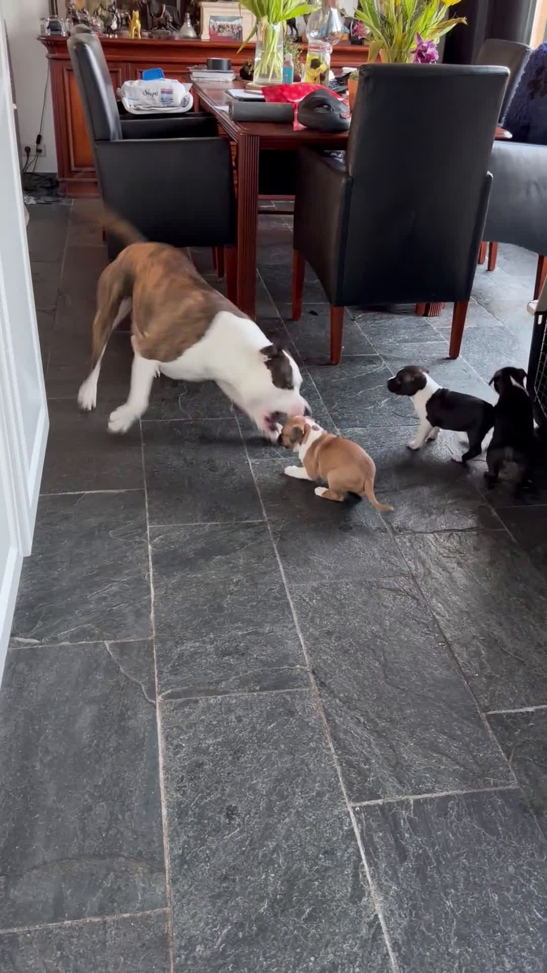 American Staffordshire Terriër honden te koop: Carmichael's nest - Video 3