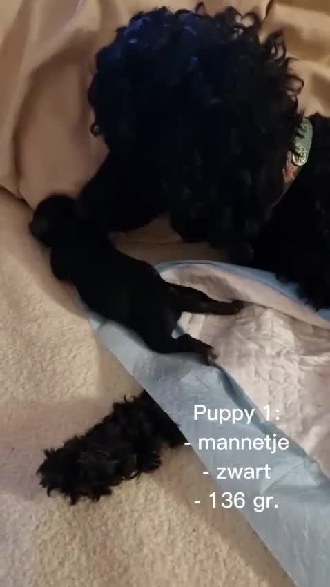 Poedel Toy honden te koop: Toy poedel puppies! - Video 1