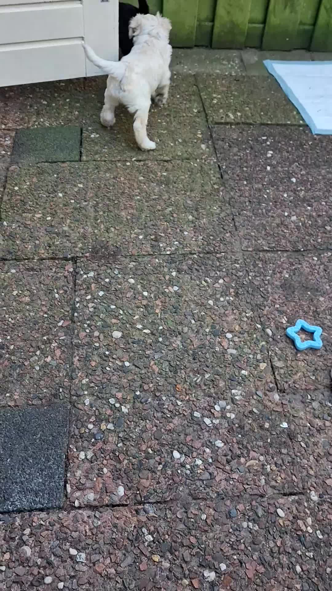 Kruising honden te koop: Hele mooie,gezonde medium labradoodle pups - Video 1