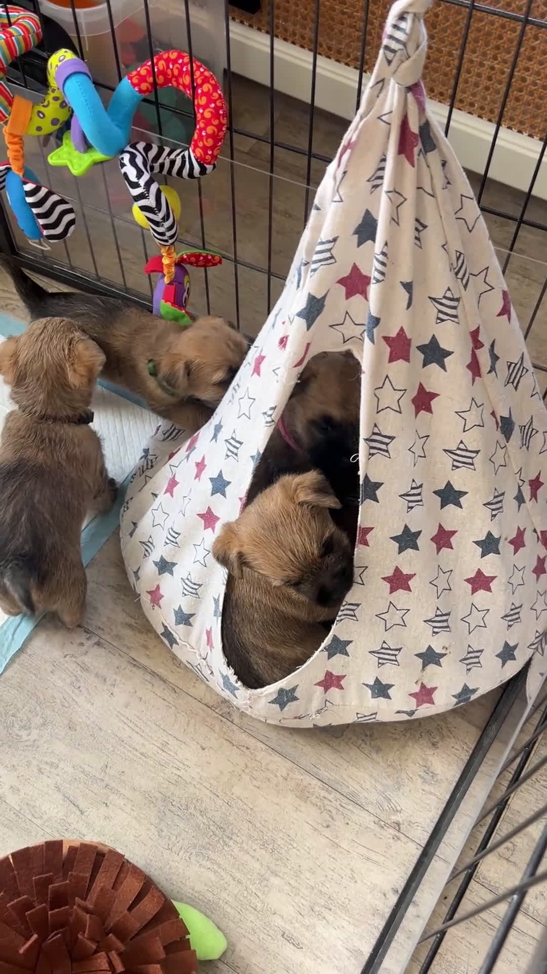 Cairn Terriër honden te koop: Cairn Terriër puppy reutjes, lichtrood/blond - Video 2