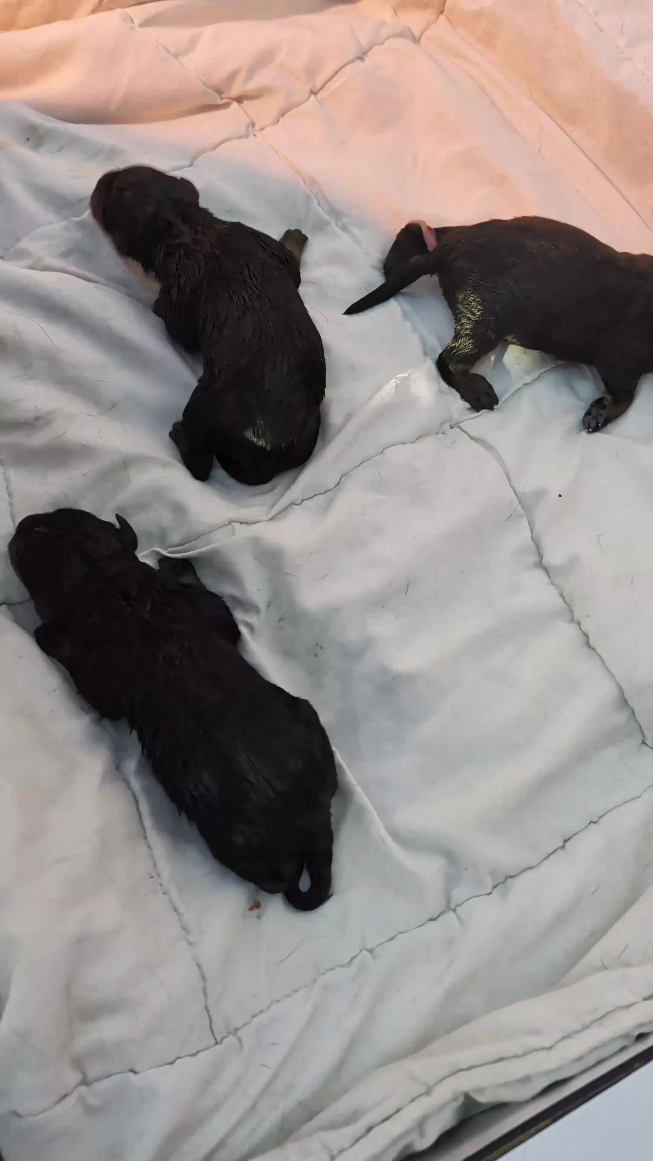 Rottweiler honden te koop: Prachtige Rottweilerpups  - Video 1