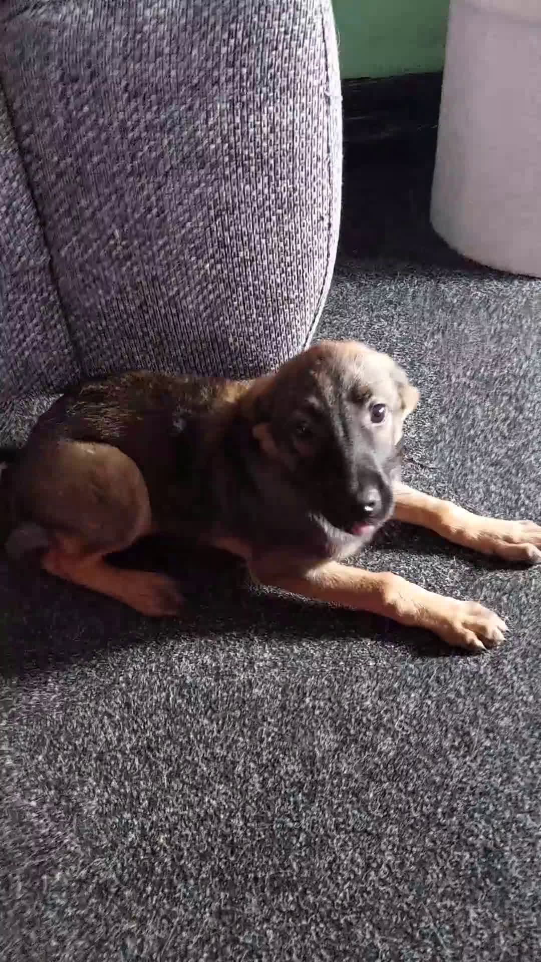 Kruising honden te koop: Lieve mechelse herder pup - Video 1