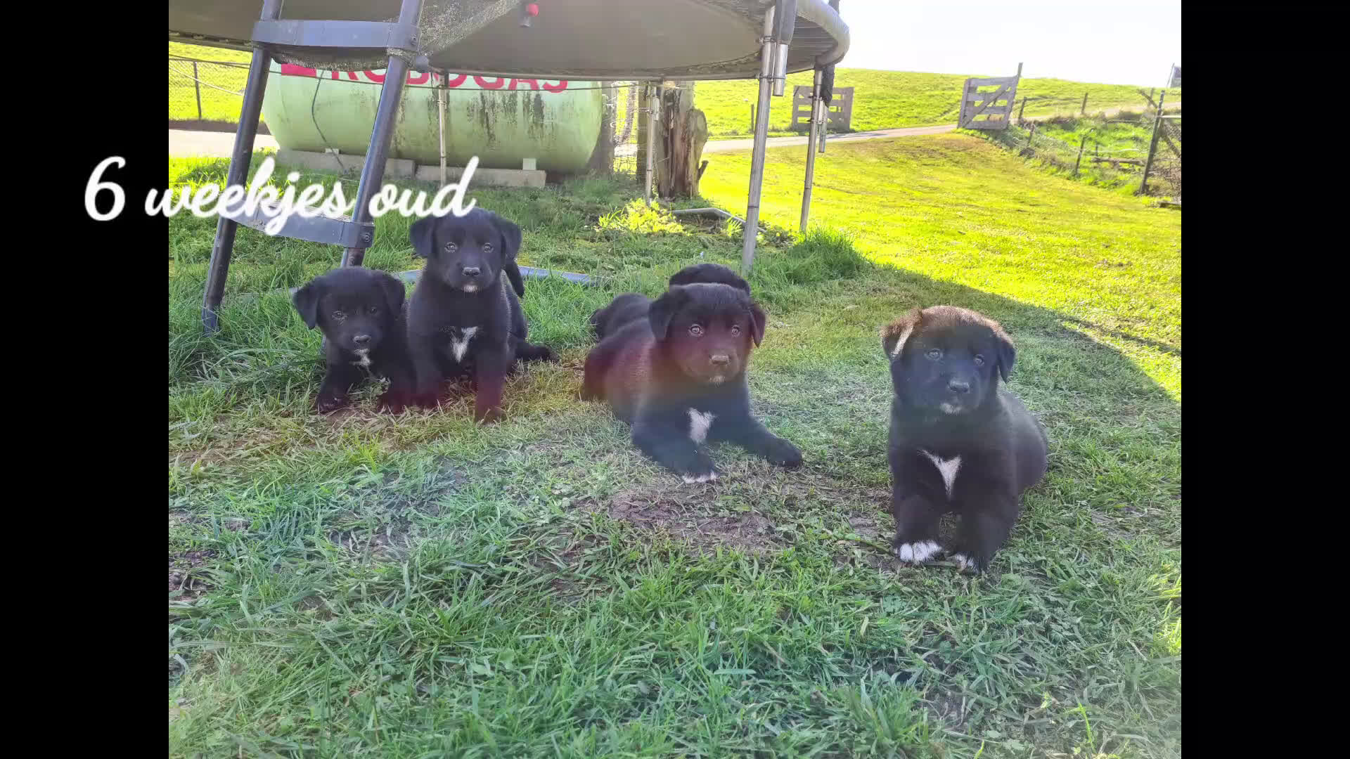 Kruising honden te koop: Uniek sociaal Borador pups STAMBOOM ouders F1 - Video 1