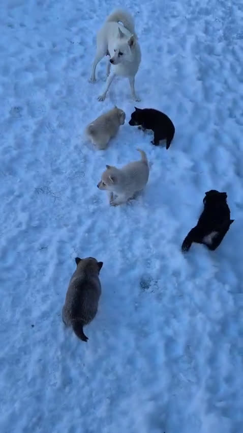 Kruising honden te koop: Pomsky x Shiba inu pups - Video 1