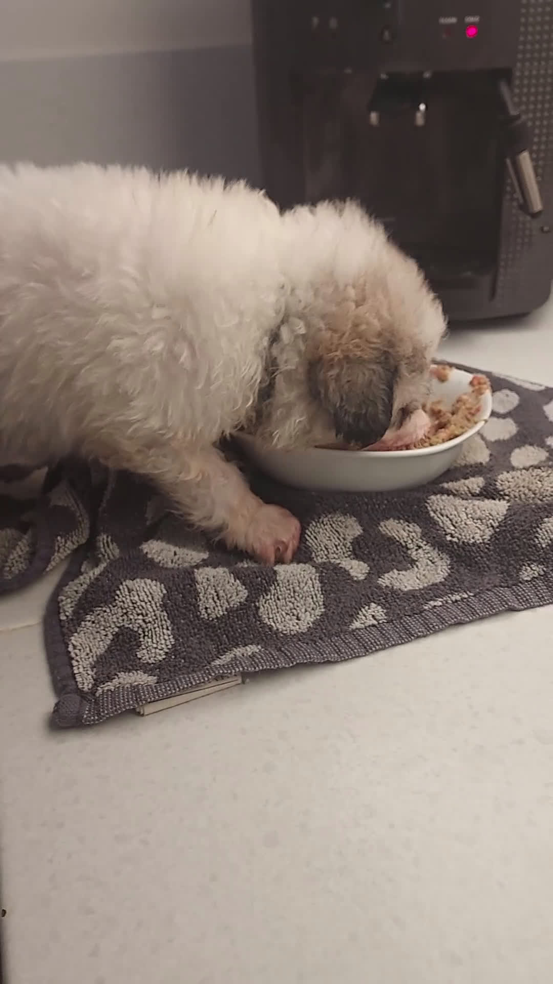 Pyreneese Berghond honden te koop: Pyreneese berghond pups - Video 1