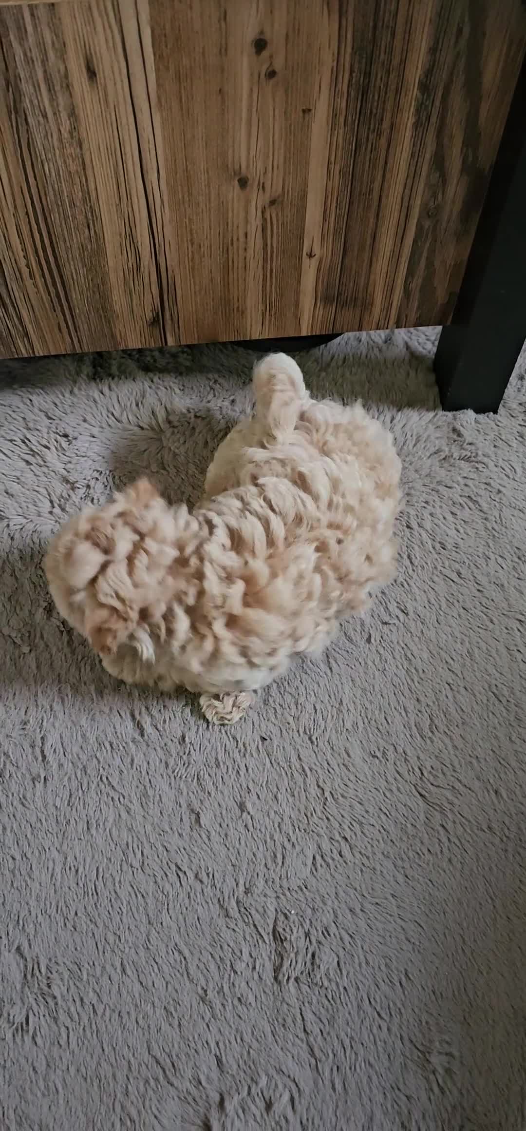 Poedel Toy honden te koop: Schattige Toypoedel pups uit goed geteste ouders.  - Video 1