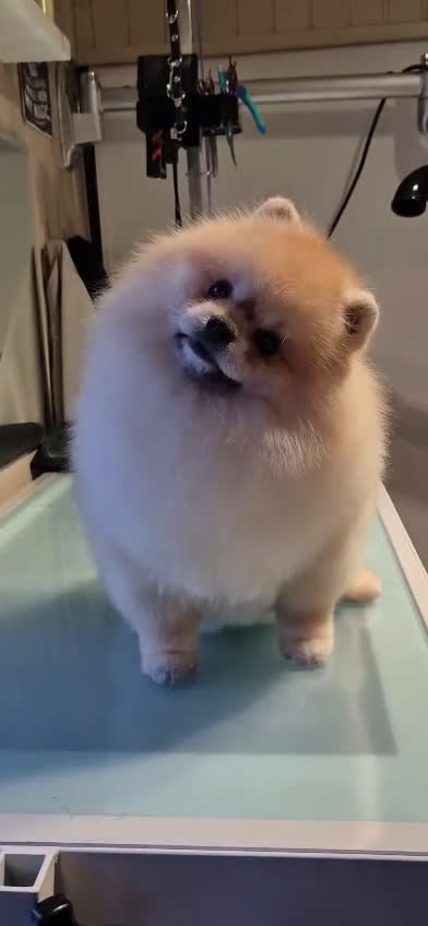 Pomeriaan honden ter dekking: Pomeranian dekreu!  in Bergeijk - Video 1