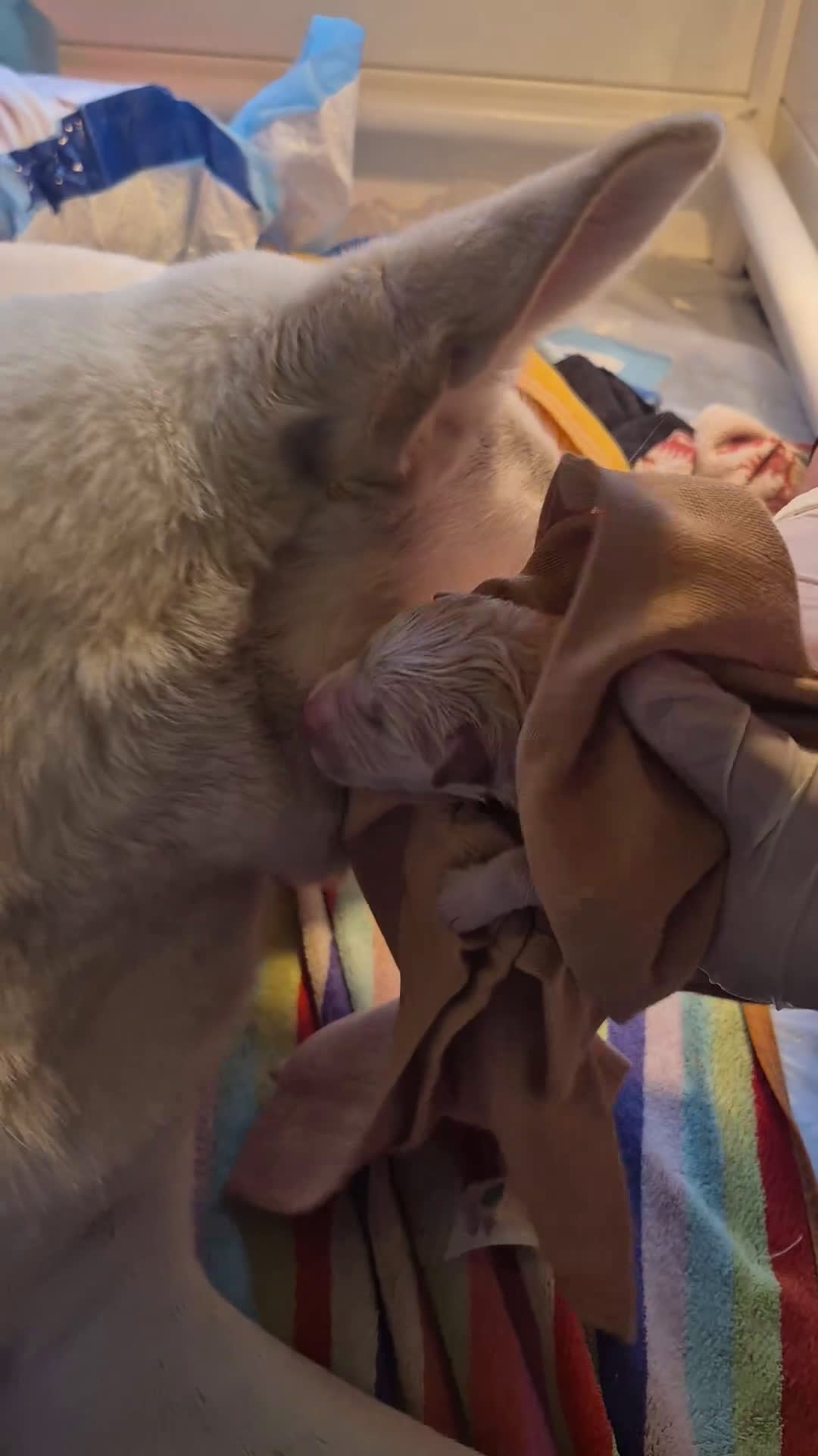 Zwitserse Witte Herdershond honden te koop: Witte herder pups - Video 1