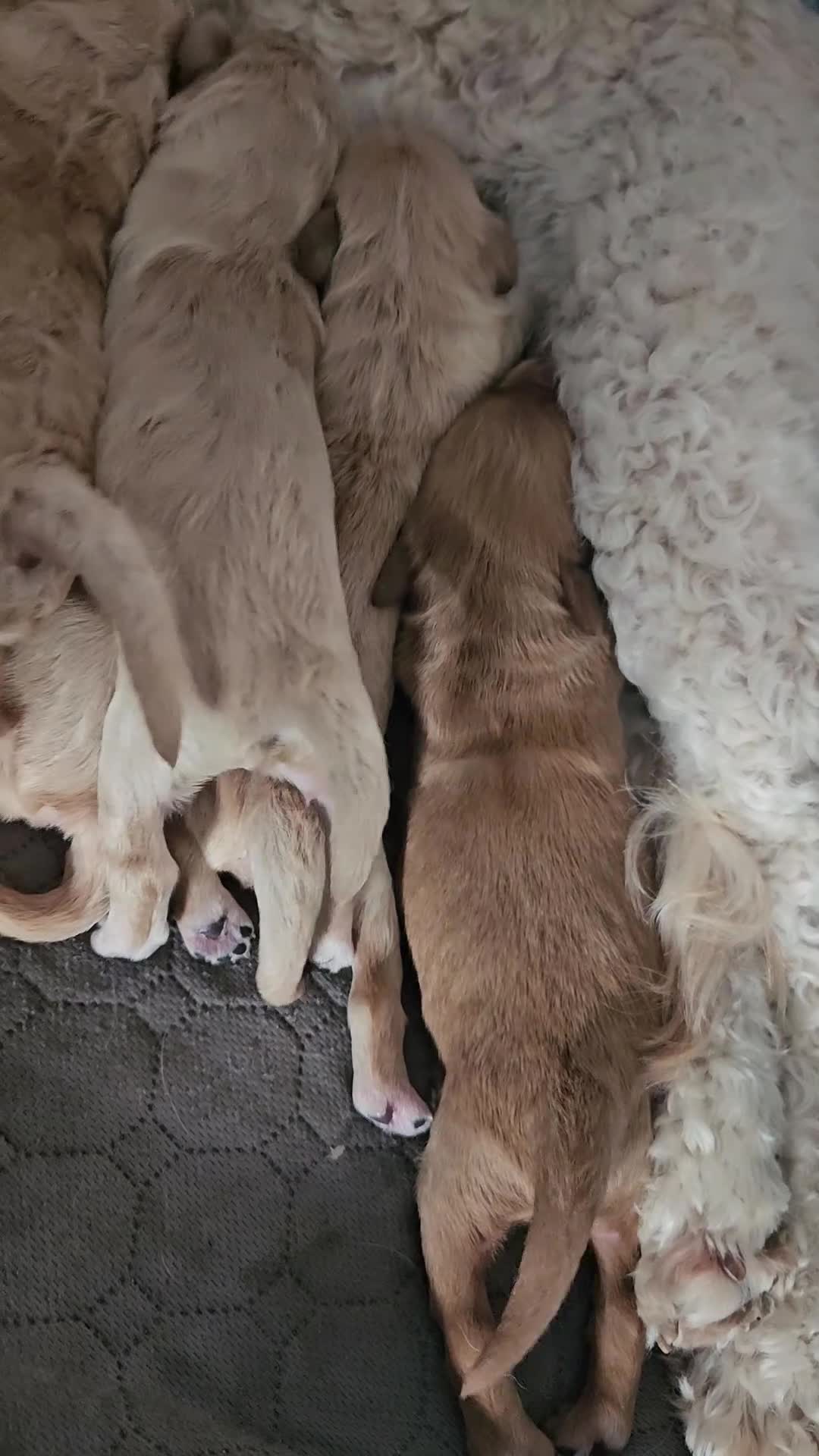 Kruising honden te koop: Prachtige mini doodle pups - Video 1