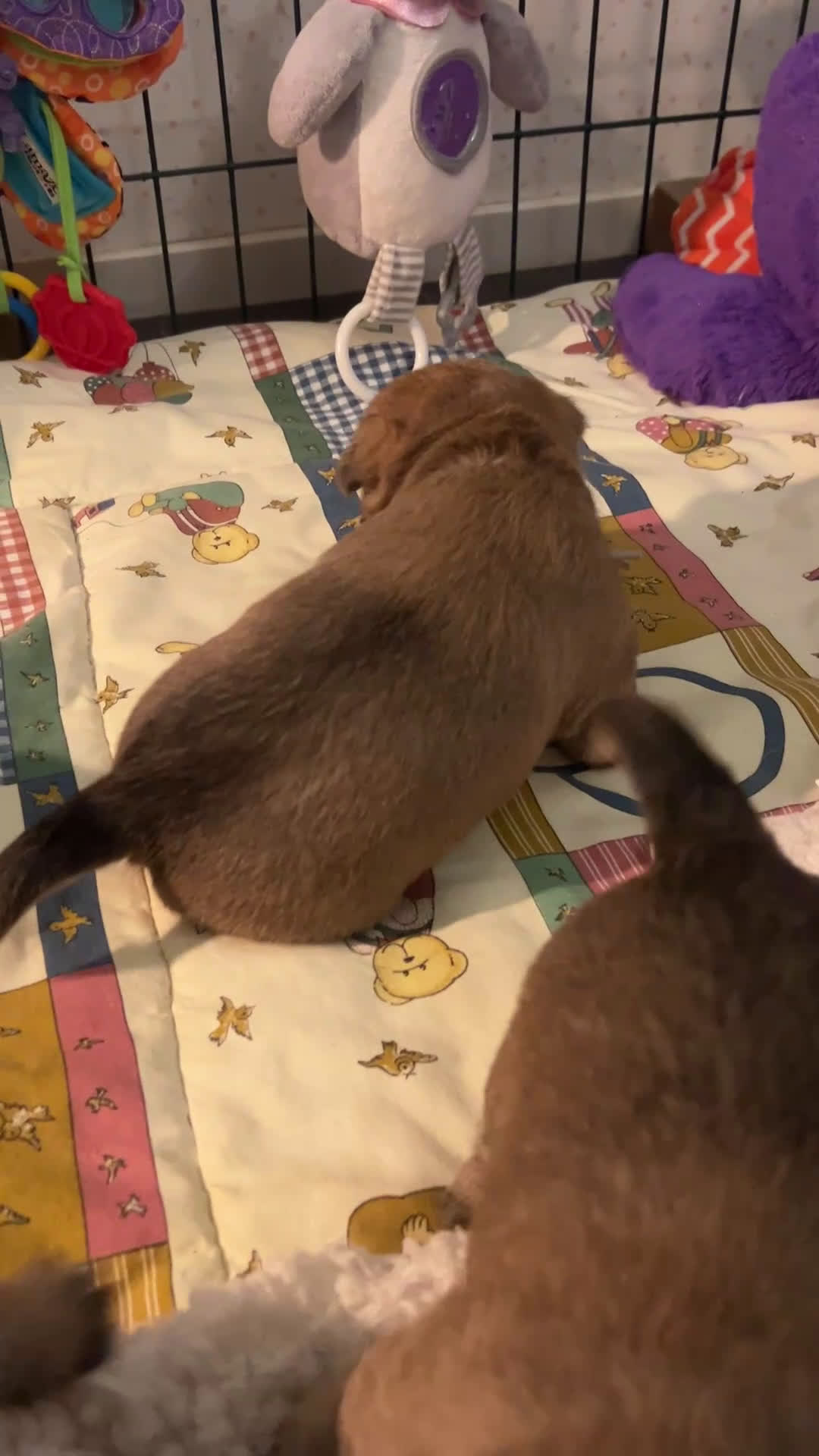 Cairn Terriër honden te koop: Cairn Terriër puppy reutjes, lichtrood/blond - Video 3